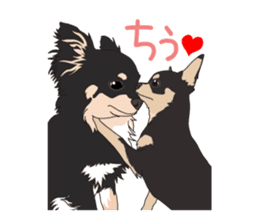 Chihuahua of COCO and LOUIS sticker #4284894
