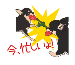 Chihuahua of COCO and LOUIS sticker #4284895