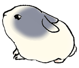 Baby rabbits sticker #4290099