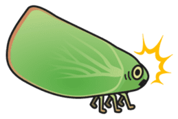 Green flatid planthopper sticker #4295855