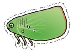 Green flatid planthopper sticker #4295856