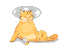 Shy poppa sticker #4296539