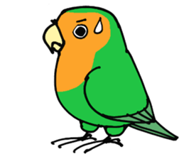 Picotan the lovebird - in English sticker #4299196