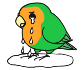 Picotan the lovebird - in English sticker #4299208
