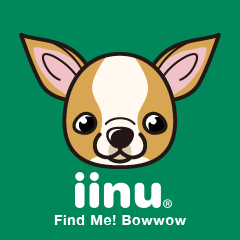 iinu - Smooth Coat Chihuahua