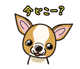 iinu  - Smooth Coat Chihuahua sticker #4300104