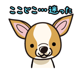 iinu - Smooth Coat Chihuahua sticker #4300105