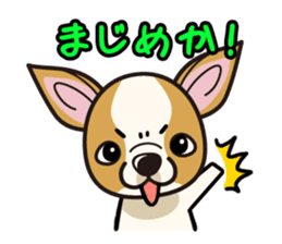iinu - Smooth Coat Chihuahua sticker #4300106