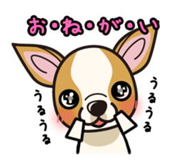 iinu  - Smooth Coat Chihuahua sticker #4300111