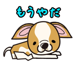 iinu  - Smooth Coat Chihuahua sticker #4300113