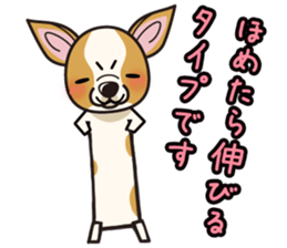 iinu  - Smooth Coat Chihuahua sticker #4300116