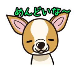 iinu  - Smooth Coat Chihuahua sticker #4300117