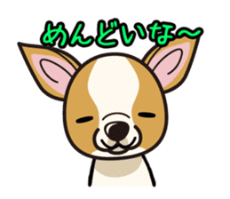 iinu - Smooth Coat Chihuahua sticker #4300117