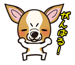 iinu  - Smooth Coat Chihuahua sticker #4300130