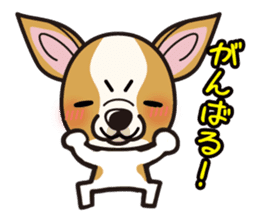 iinu - Smooth Coat Chihuahua sticker #4300130