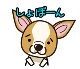 iinu  - Smooth Coat Chihuahua sticker #4300132