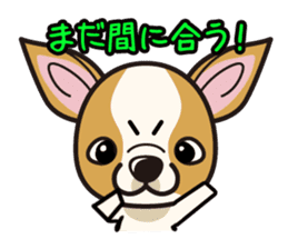iinu - Smooth Coat Chihuahua sticker #4300133