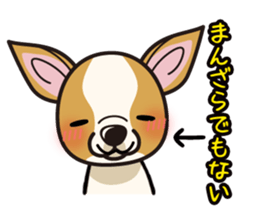 iinu  - Smooth Coat Chihuahua sticker #4300135