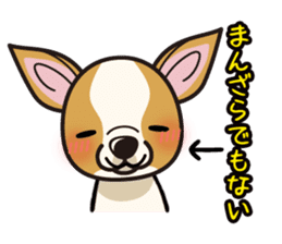 iinu - Smooth Coat Chihuahua sticker #4300135
