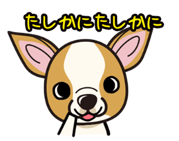 iinu  - Smooth Coat Chihuahua sticker #4300137