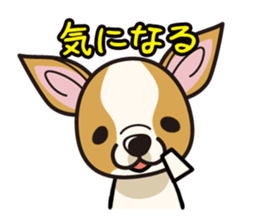 iinu  - Smooth Coat Chihuahua sticker #4300138