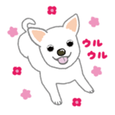 doggery sticker #4303004