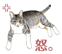 Fine kitten sticker #4315871