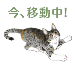 Fine kitten sticker #4315872