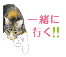 Fine kitten sticker #4315875