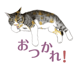 Fine kitten sticker #4315884