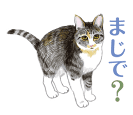 Fine kitten sticker #4315890