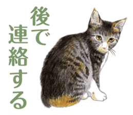 Fine kitten sticker #4315891