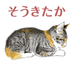 Fine kitten sticker #4315894