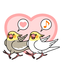 Cockatiel "Okameinko-chan"