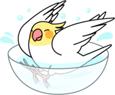 Cockatiel "Okameinko-chan" sticker #4320322