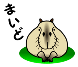 Capybara brothers in Parutom-town sticker #4321598