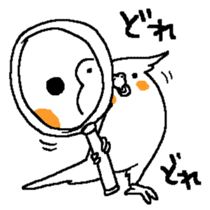 MARU the Cockatiel 2 sticker #4322476