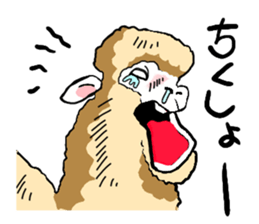 alpaca-biyori sticker #4327418