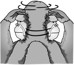 RARIGO of a gorilla2 sticker #4330928