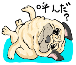 co-chan pug sticker #4339100