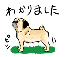 co-chan pug sticker #4339102
