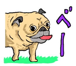 co-chan pug sticker #4339113