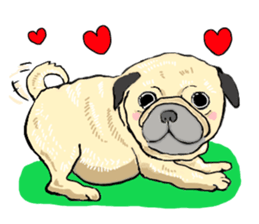 co-chan pug sticker #4339114