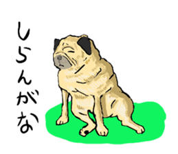 co-chan pug sticker #4339116