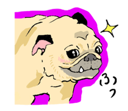 co-chan pug sticker #4339121