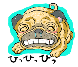 co-chan pug sticker #4339125