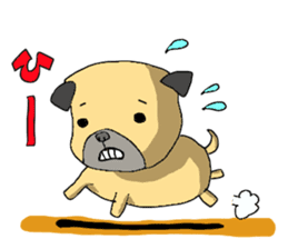 co-chan pug sticker #4339126