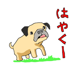 co-chan pug sticker #4339127