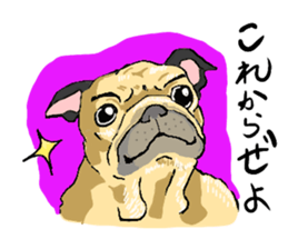 co-chan pug sticker #4339128