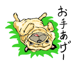 co-chan pug sticker #4339129